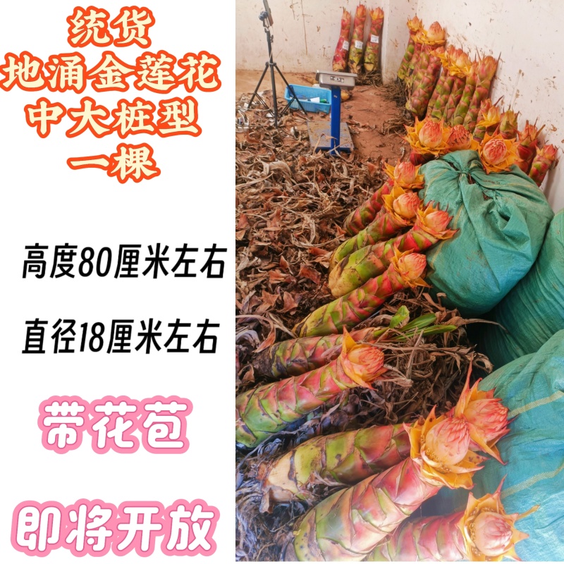 云南农家地涌金莲盆栽花卉冬季开花室内客厅栽种新鲜现挖包邮