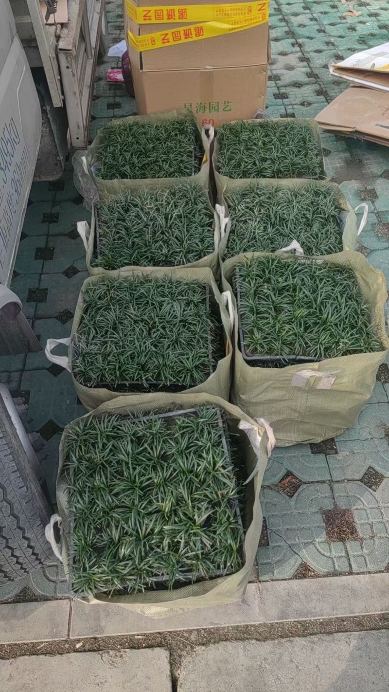 成都玉龙草批发成都苗木基地供应各类规格玉龙草基地直销