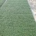 成都玉龙草批发成都苗木基地供应各类规格玉龙草基地直销