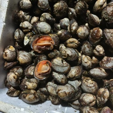 赤贝，单冻赤贝肉，鲜肉，鲜活赤贝，当地鲜活加工