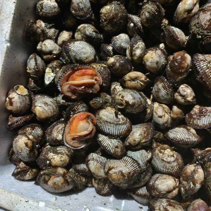 赤贝，单冻赤贝肉，鲜肉，鲜活赤贝，当地鲜活加工