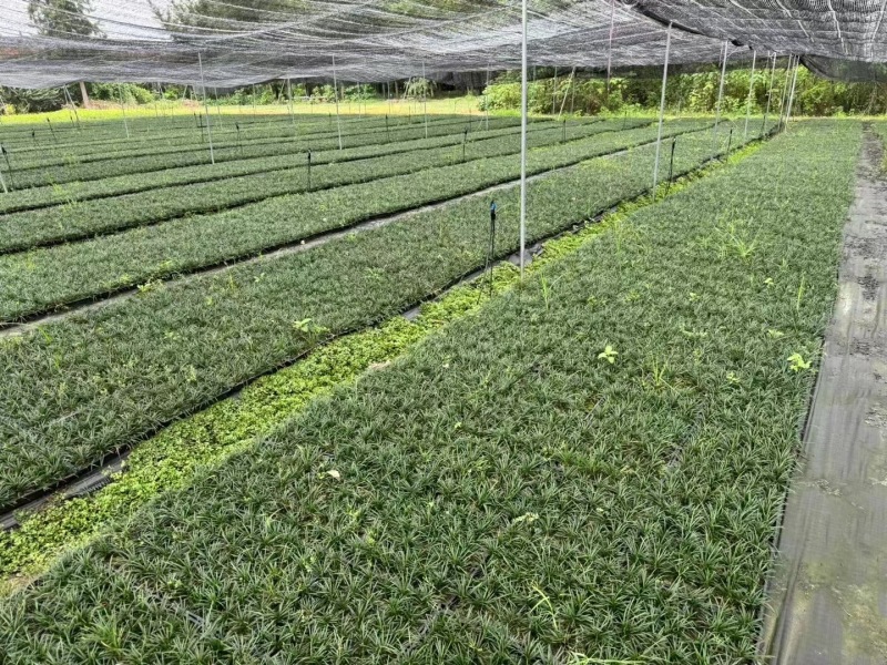 贵州玉龙草批发贵州苗木基地供应各类规格玉龙草基地直销