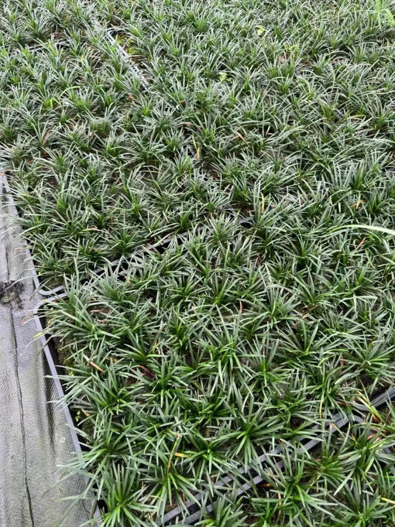 贵州玉龙草批发贵州苗木基地供应各类规格玉龙草基地直销