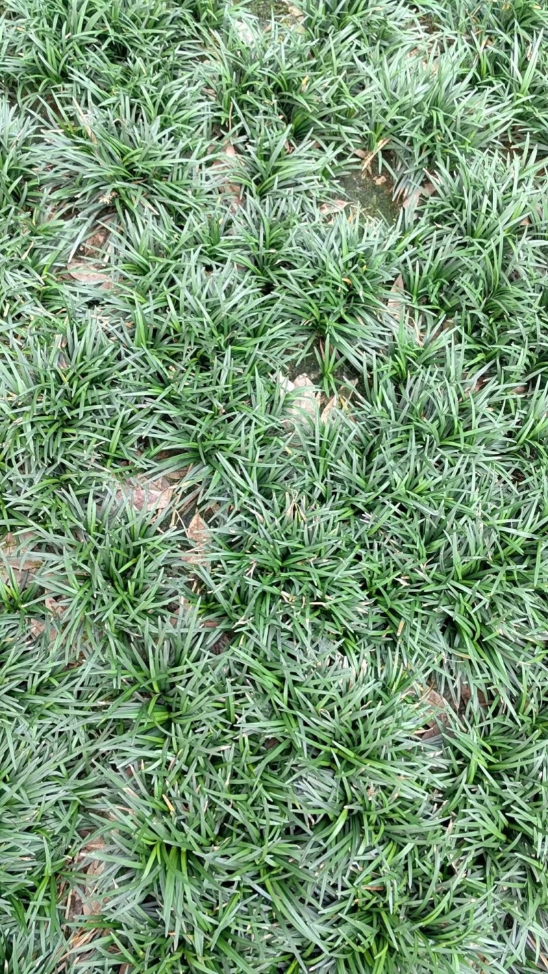 贵州玉龙草批发贵州苗木基地供应各类规格玉龙草基地直销