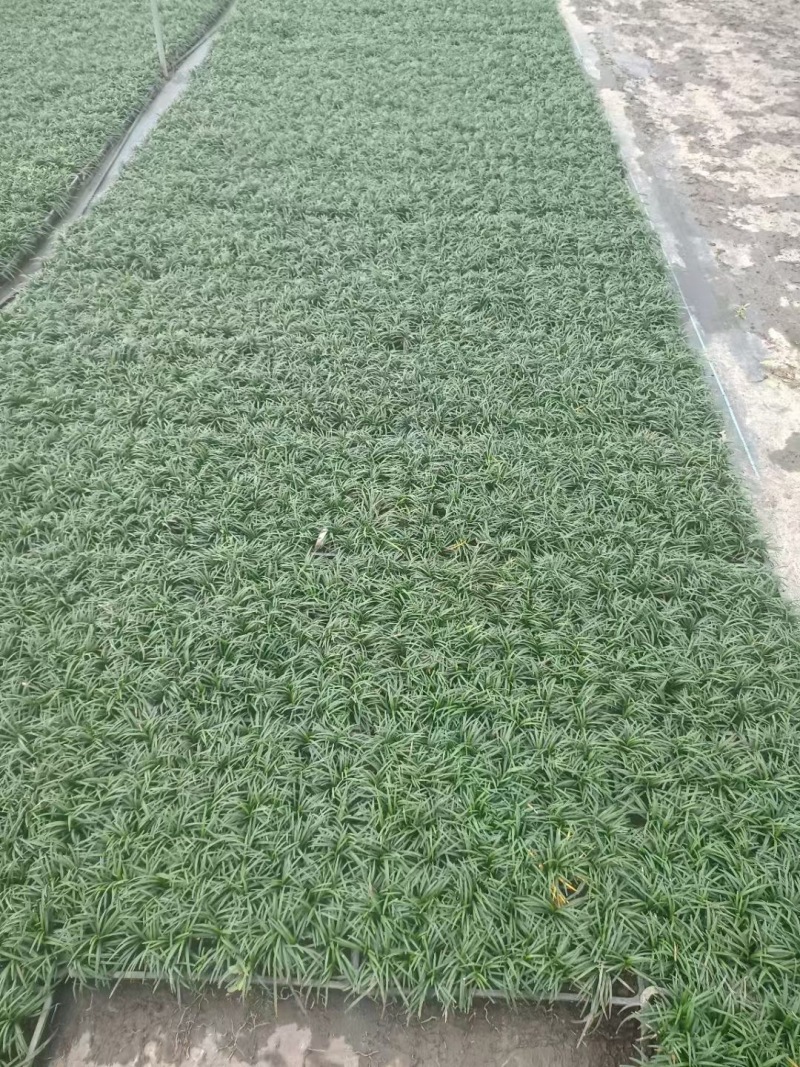 贵州玉龙草批发贵州苗木基地供应各类规格玉龙草基地直销