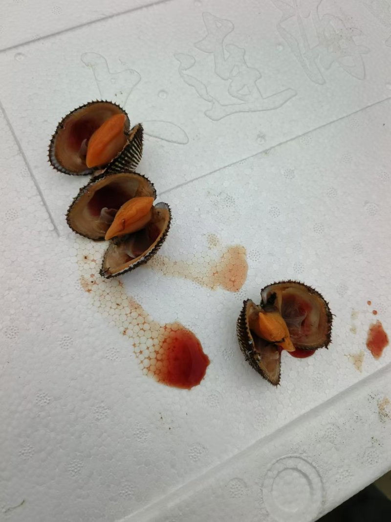 赤贝，单冻赤贝肉，鲜肉，鲜活赤贝，当地鲜活加工