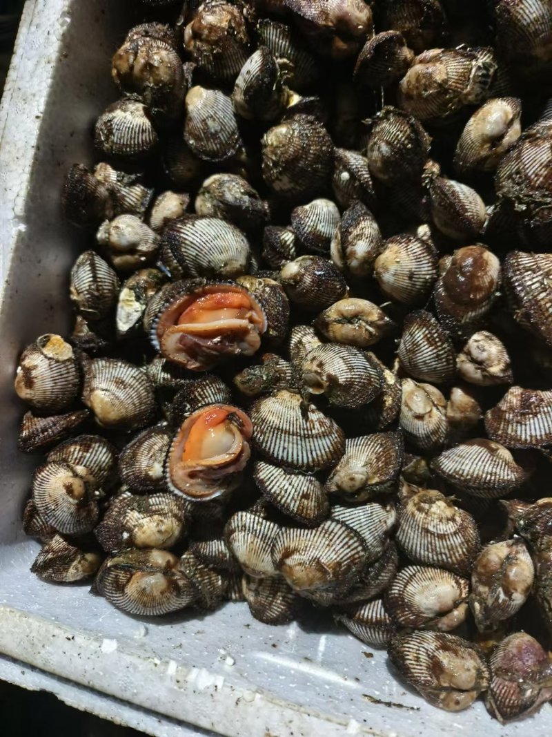 赤贝，单冻赤贝肉，鲜肉，鲜活赤贝，当地鲜活加工