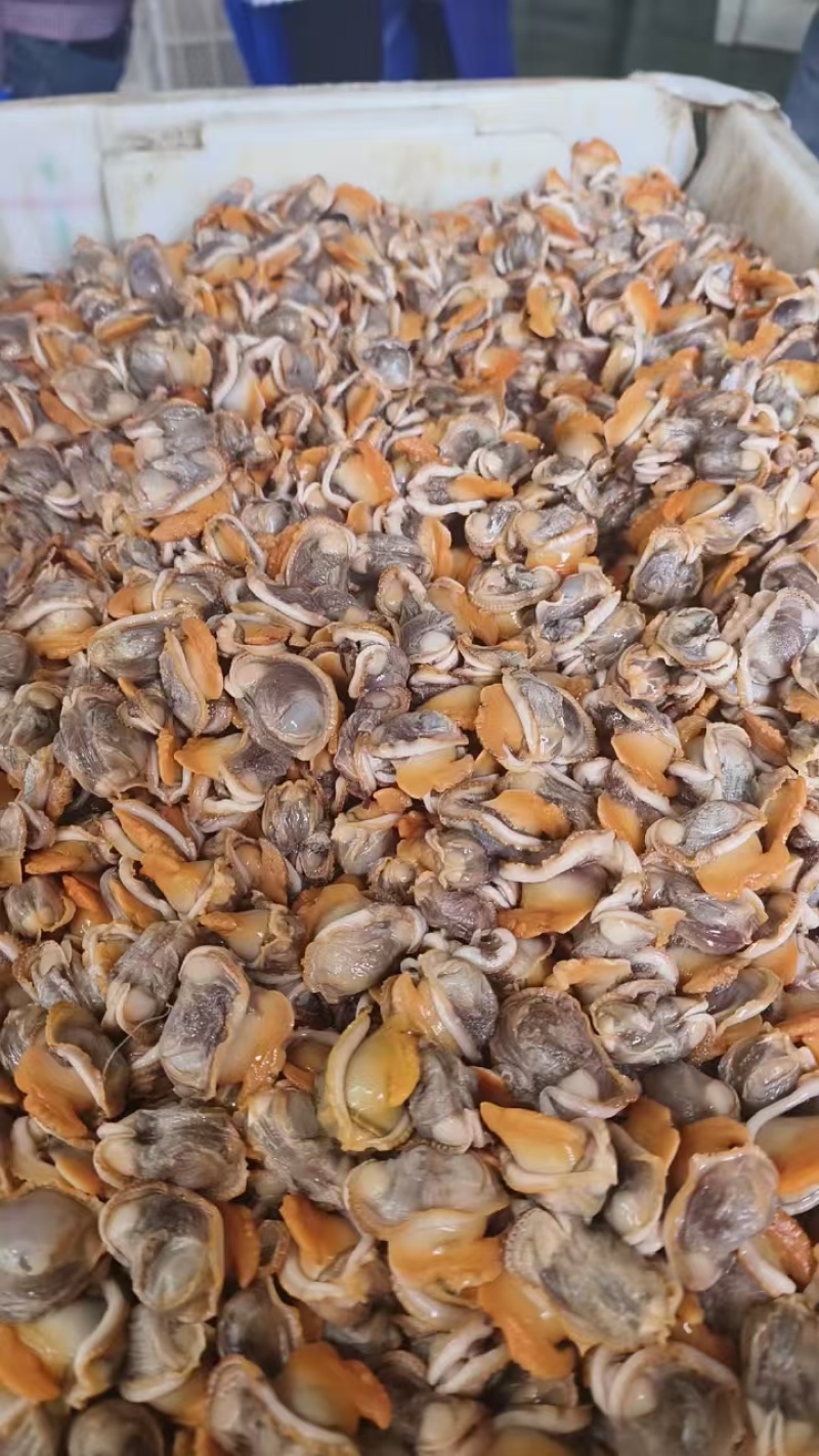 赤贝，单冻赤贝肉，鲜肉，鲜活赤贝，当地鲜活加工