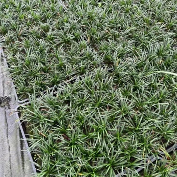 重庆玉龙草批发重庆苗木基地供应各类规格玉龙草基地直销