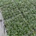 重庆玉龙草批发重庆苗木基地供应各类规格玉龙草基地直销