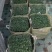 重庆玉龙草批发重庆苗木基地供应各类规格玉龙草基地直销