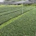 重庆玉龙草批发重庆苗木基地供应各类规格玉龙草基地直销