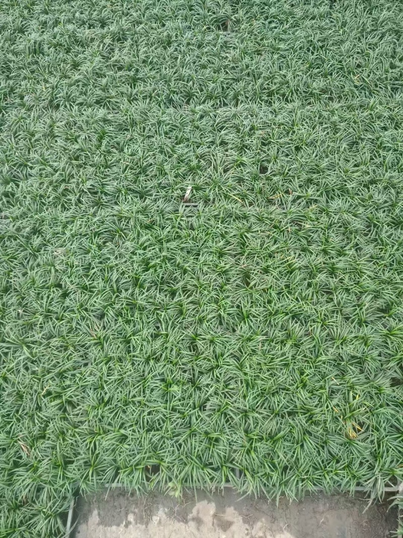 重庆玉龙草批发重庆苗木基地供应各类规格玉龙草基地直销