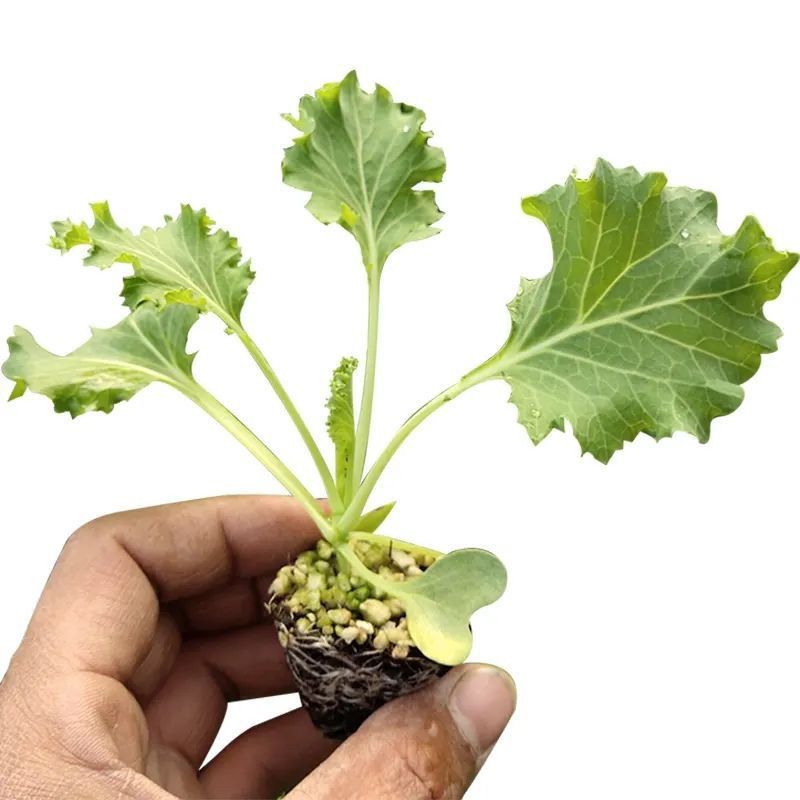 绿羽衣甘蓝苗寿光苗场基地直供带土发货量大从优