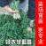 绿羽衣甘蓝苗寿光苗场基地直供带土发货量大从优