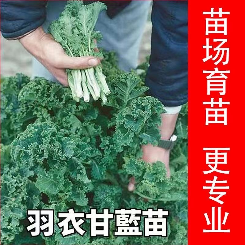 绿羽衣甘蓝苗寿光苗场基地直供带土发货量大从优