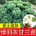 绿羽衣甘蓝苗寿光苗场基地直供带土发货量大从优