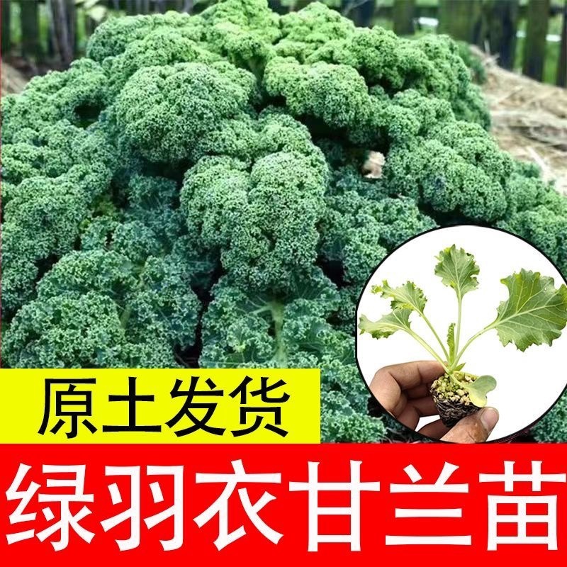 绿羽衣甘蓝苗寿光苗场基地直供带土发货量大从优