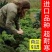 绿羽衣甘蓝苗寿光苗场基地直供带土发货量大从优