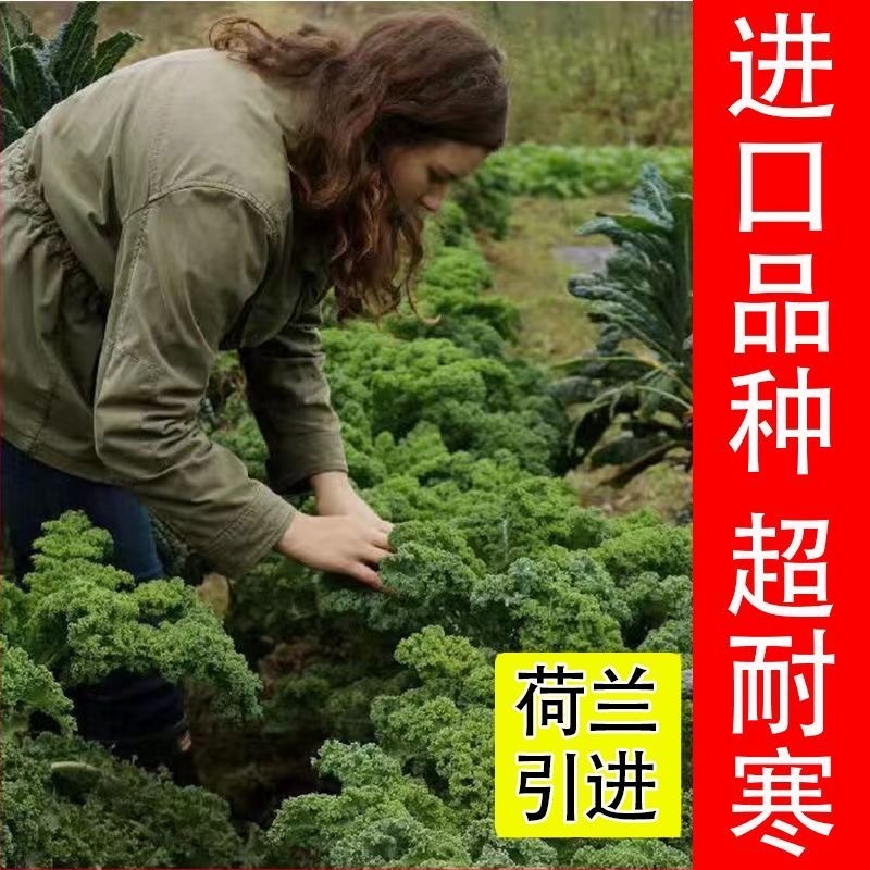 绿羽衣甘蓝苗寿光苗场基地直供带土发货量大从优