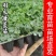 绿羽衣甘蓝苗寿光苗场基地直供带土发货量大从优