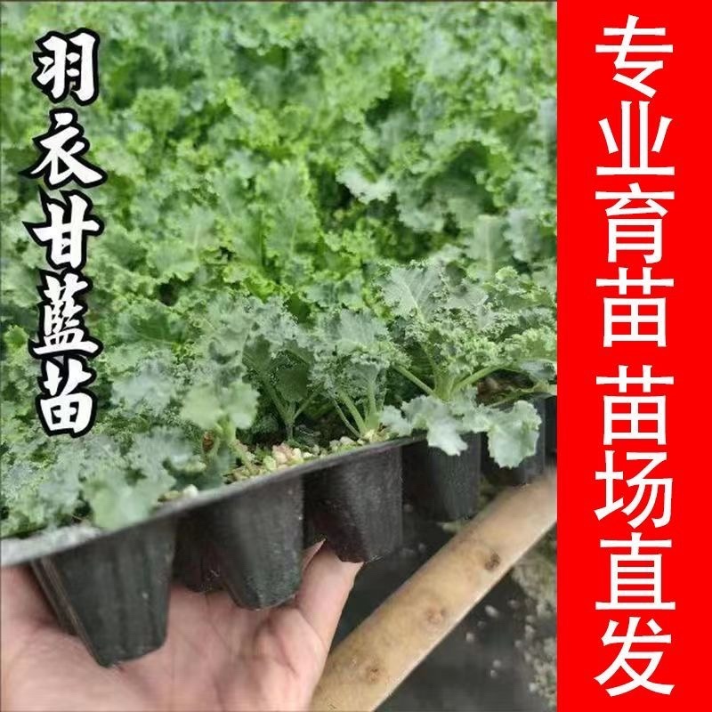 绿羽衣甘蓝苗寿光苗场基地直供带土发货量大从优