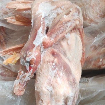一级麻鸭
