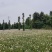 成都红花葱兰批发成都苗木基地供应各类规格红花葱兰基地