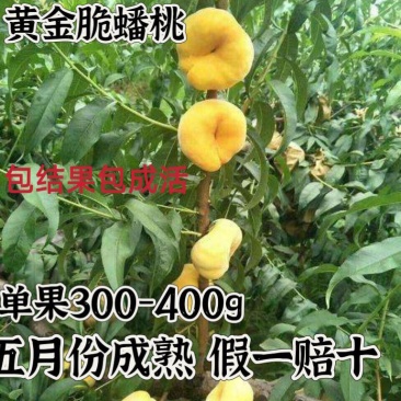 黄金脆冠蟠桃树苗，基地直发假一赔十不成活，不对版，全额退