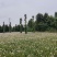 贵州红花葱兰批发贵州苗木基地供应各类规格红花葱兰基地