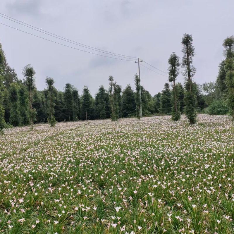 重庆红花葱兰批发重庆苗木基地供应各类规格红花葱兰基地