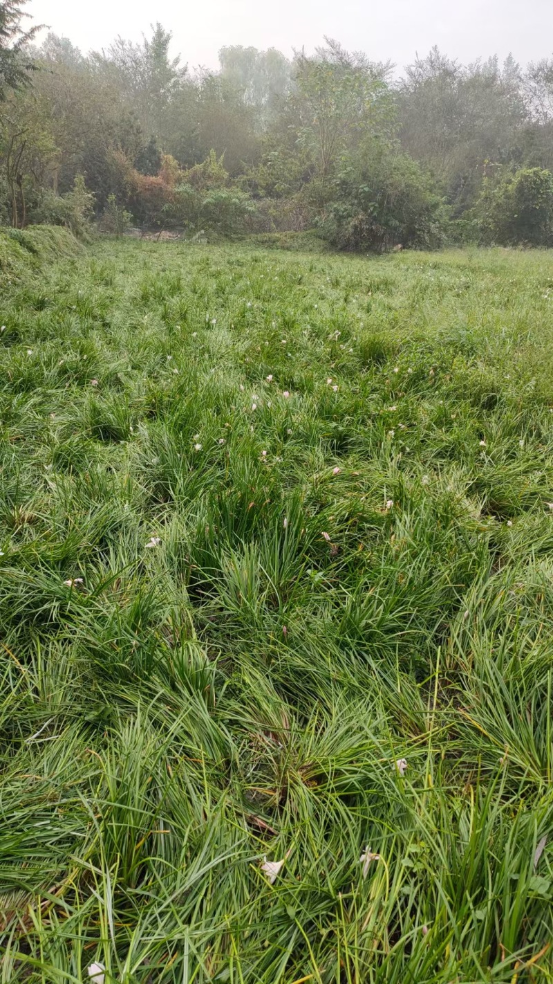 重庆红花葱兰批发重庆苗木基地供应各类规格红花葱兰基地