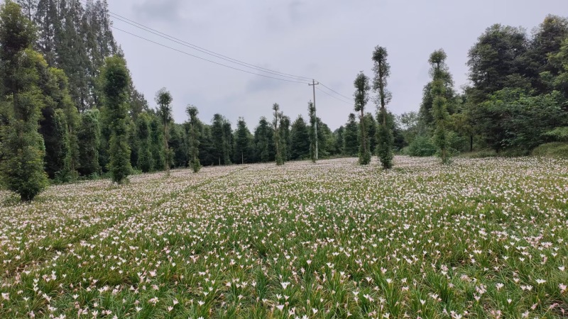 重庆红花葱兰批发重庆苗木基地供应各类规格红花葱兰基地