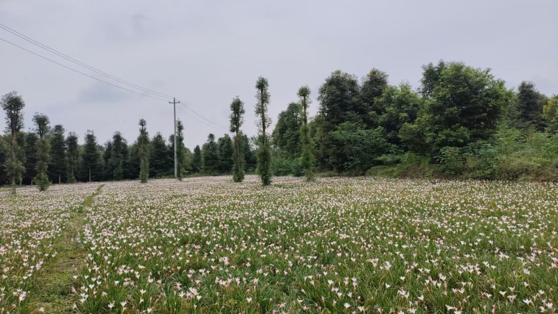 重庆红花葱兰批发重庆苗木基地供应各类规格红花葱兰基地