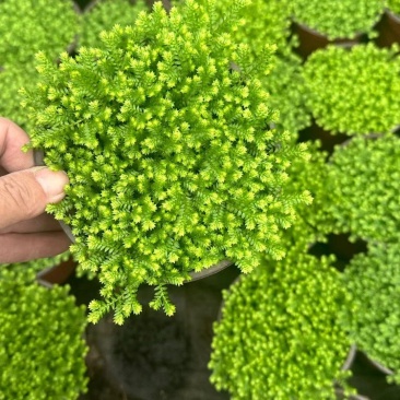 成都翠云草批发成都苗木基地供应各类规格翠云草基地直销