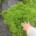 成都翠云草批发成都苗木基地供应各类规格翠云草基地直销