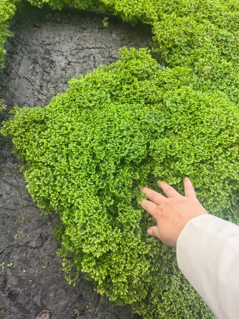 成都翠云草批发成都苗木基地供应各类规格翠云草基地直销
