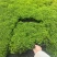 成都翠云草批发成都苗木基地供应各类规格翠云草基地直销