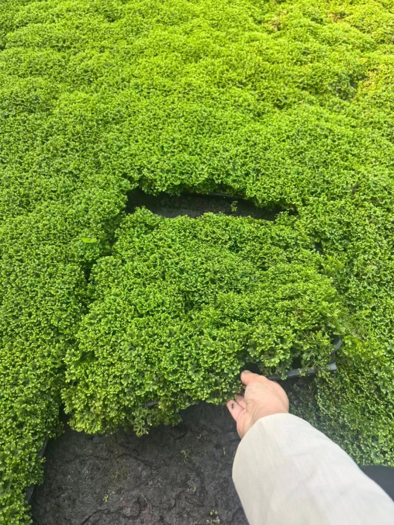 成都翠云草批发成都苗木基地供应各类规格翠云草基地直销