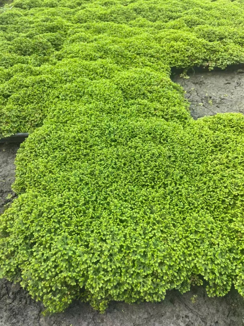 成都翠云草批发成都苗木基地供应各类规格翠云草基地直销