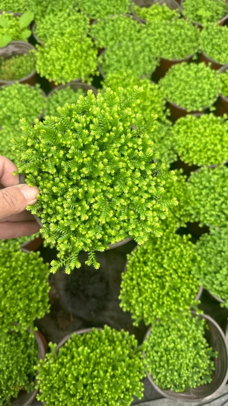 重庆翠云草批发重庆苗木基地供应各类规格翠云草基地直销