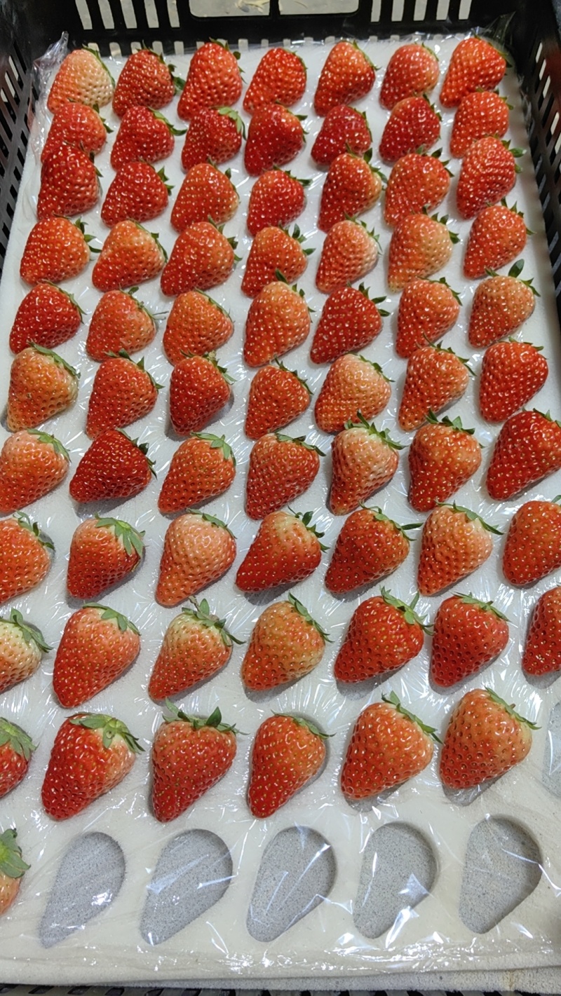 精品红颜草莓产地直发，对接市场，商超，电商。