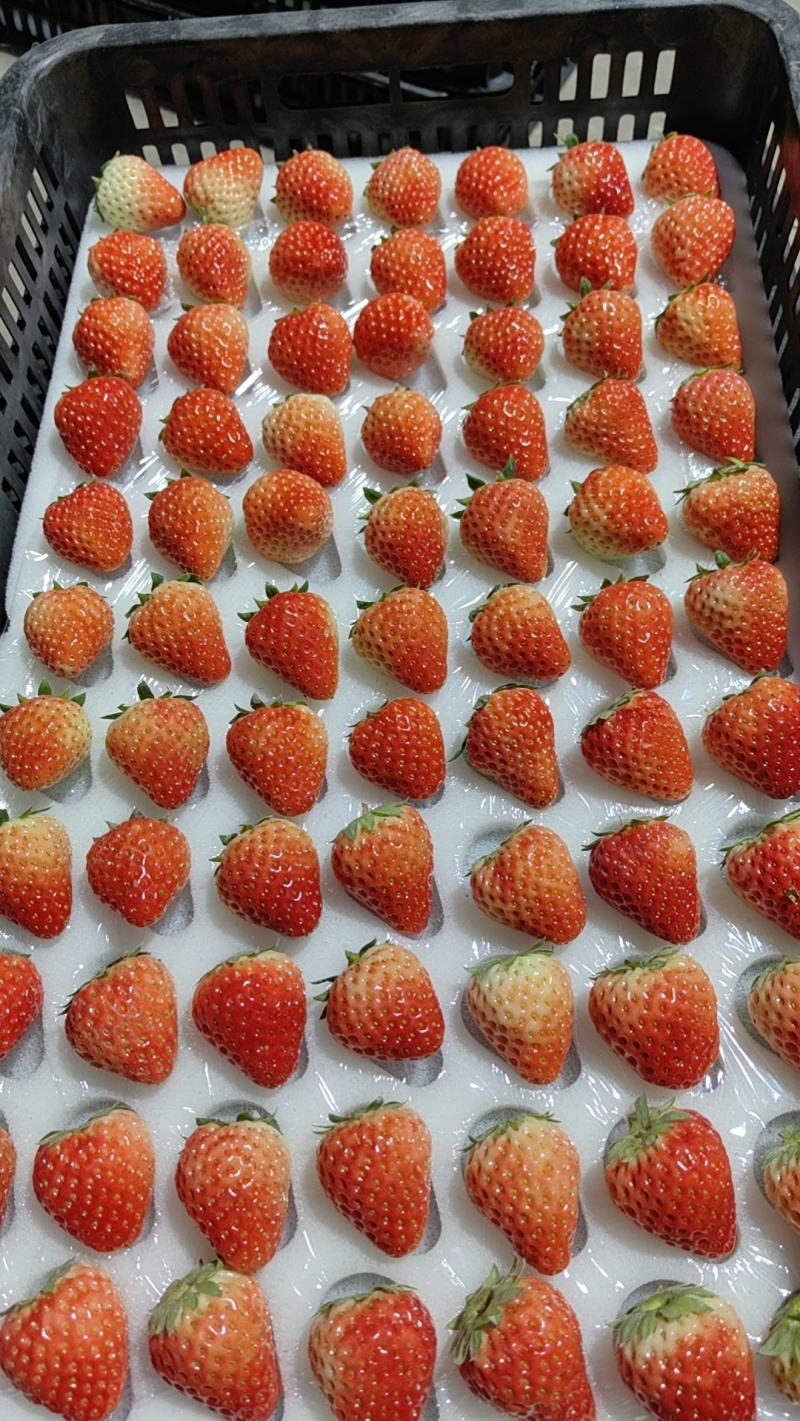 精品红颜草莓产地直发，对接市场，商超，电商。