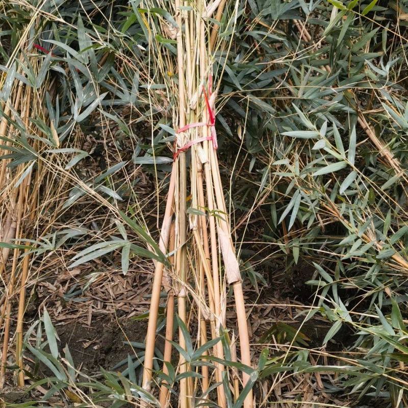 成都琴丝竹批发成都苗木基地供应各类规格琴丝竹基地直销