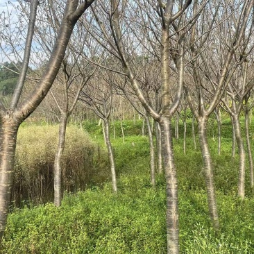 【樱花树】9公分晚樱/早樱/全国发货/整棵带泥/欢迎来电