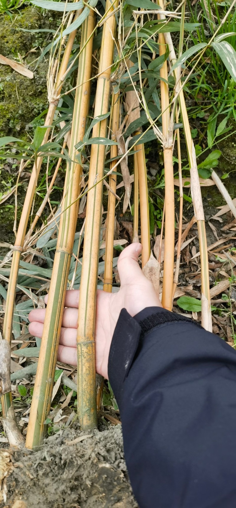 重庆琴丝竹批发重庆苗木基地供应各类规格琴丝竹基地直销