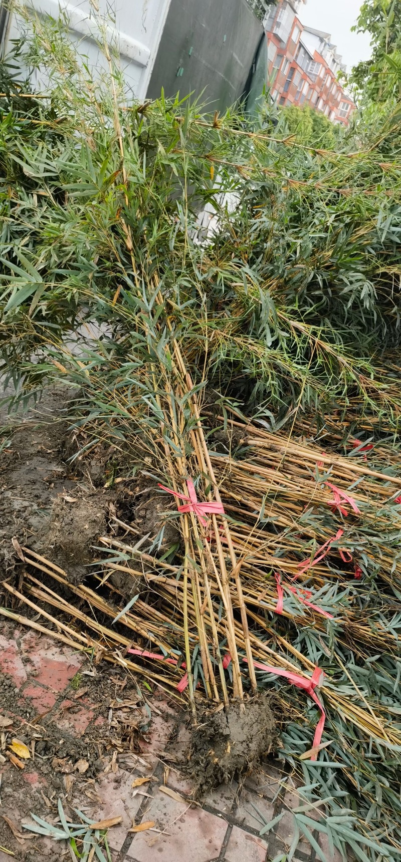 重庆琴丝竹批发重庆苗木基地供应各类规格琴丝竹基地直销