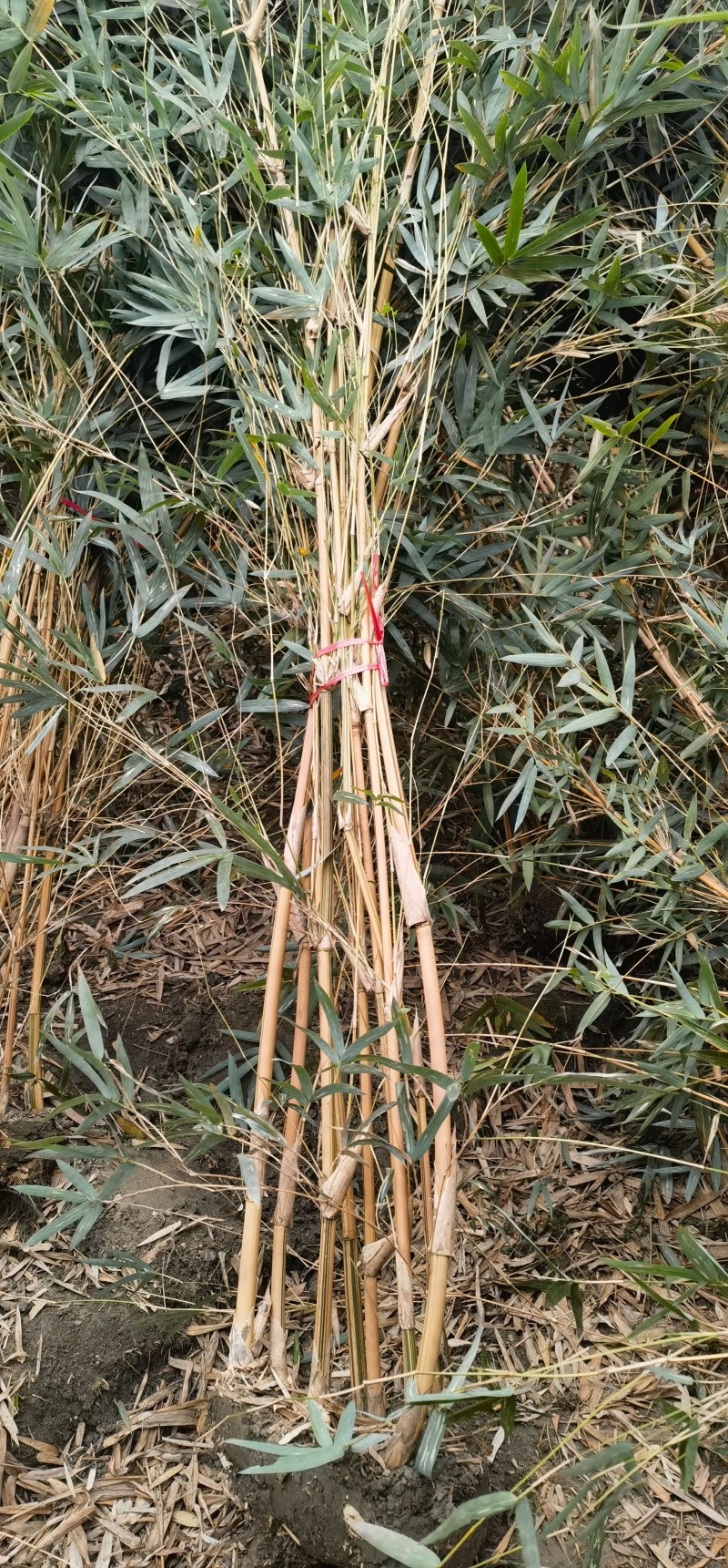 重庆琴丝竹批发重庆苗木基地供应各类规格琴丝竹基地直销