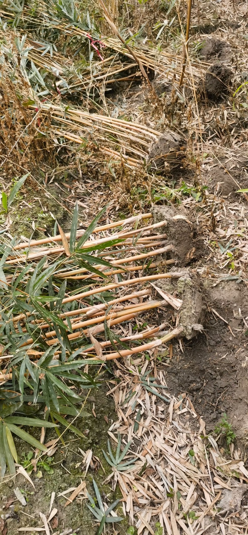 重庆琴丝竹批发重庆苗木基地供应各类规格琴丝竹基地直销