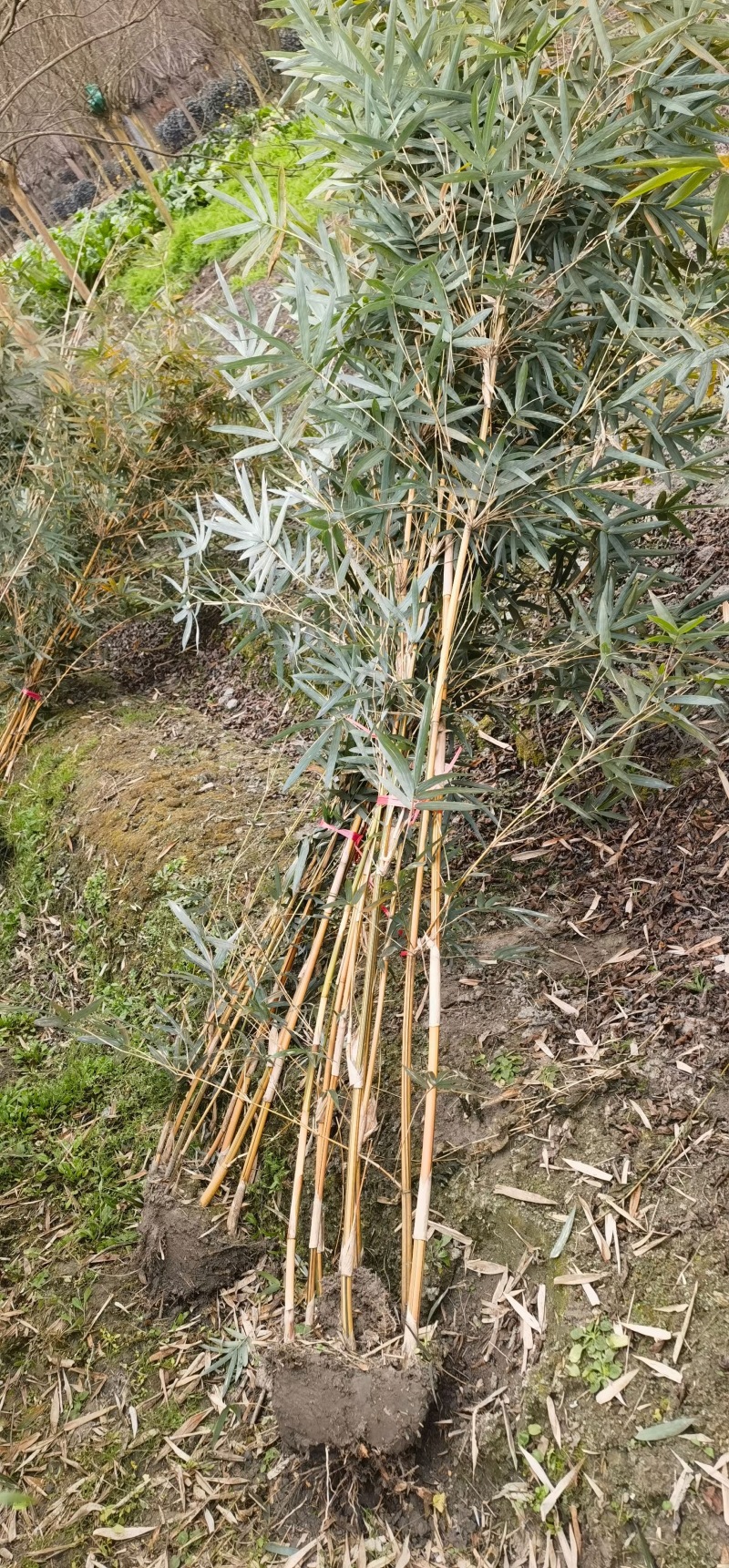重庆琴丝竹批发重庆苗木基地供应各类规格琴丝竹基地直销